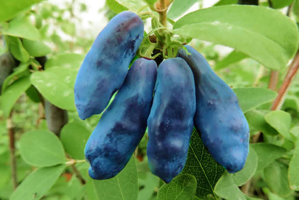 

Саджанці жимолості їстівної "Блакитний банан"(Blue Banana)