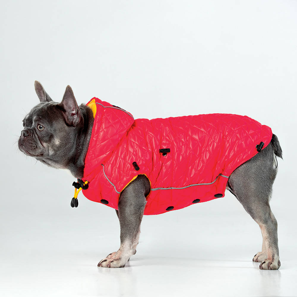 

Одежда для собак, Жилет Neon Ici /девочка/ для французского бульдога, мопса. Neon Icy L