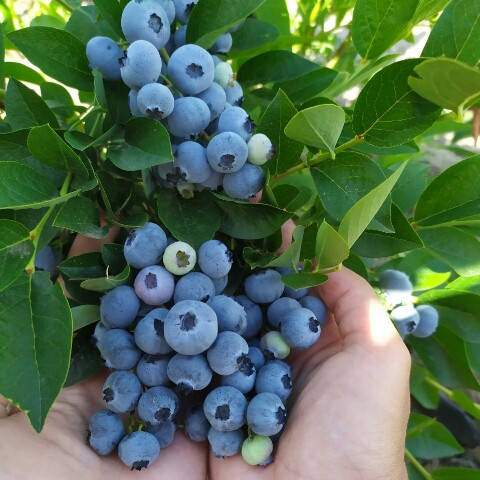 

БлуГолд саженцы голубики 2хлетние в конт. 2л