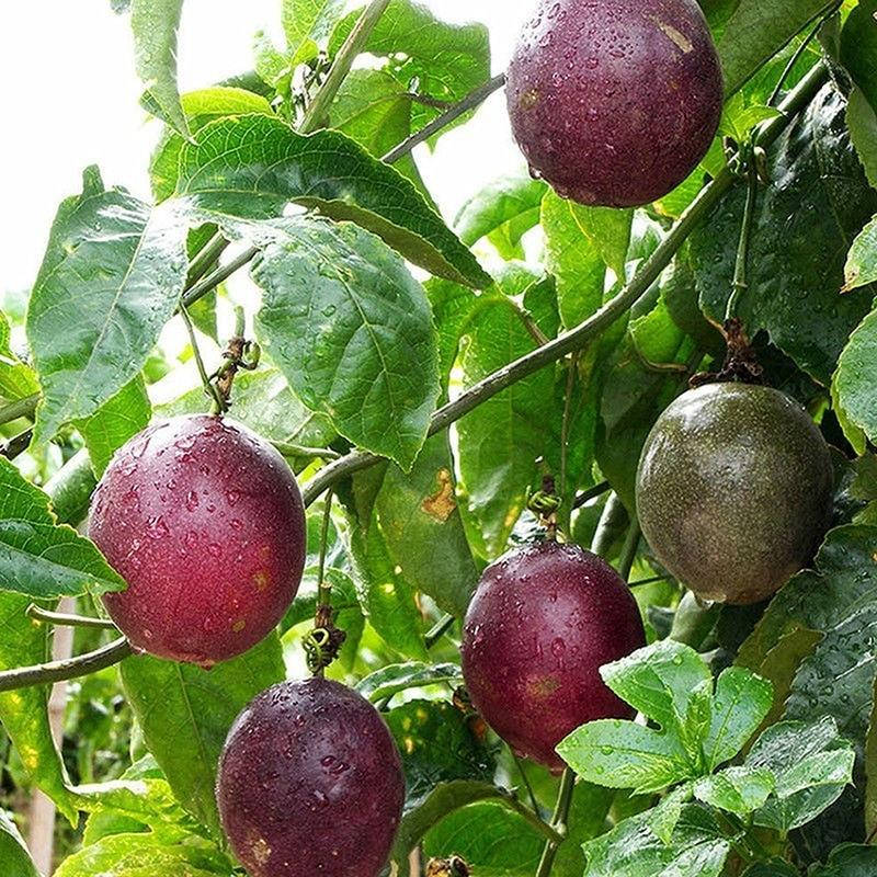 

Маракуя фиолетовая