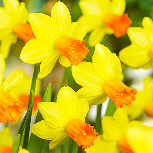 

Нарцисс jetfire 2шт., Желтый