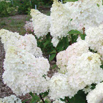 

Гортензия метельчатая Диамантино / Hydrangea Diamantino / С10