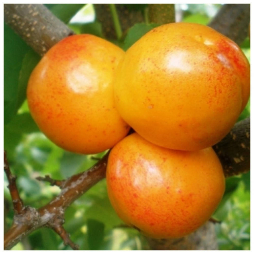 

Колоновидный гибрид абрикос-слива Априум (летний)