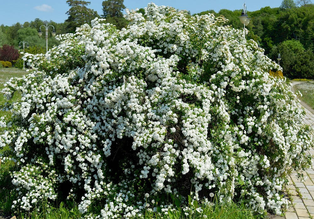 

Спирея Вангутта RB h60-90 Акция!, Белый