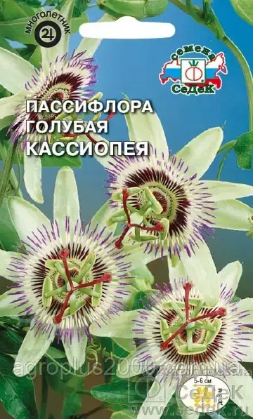 

Семена Пассифлора Кассиопея Голубая 0,1 грамма Седек, Голубой