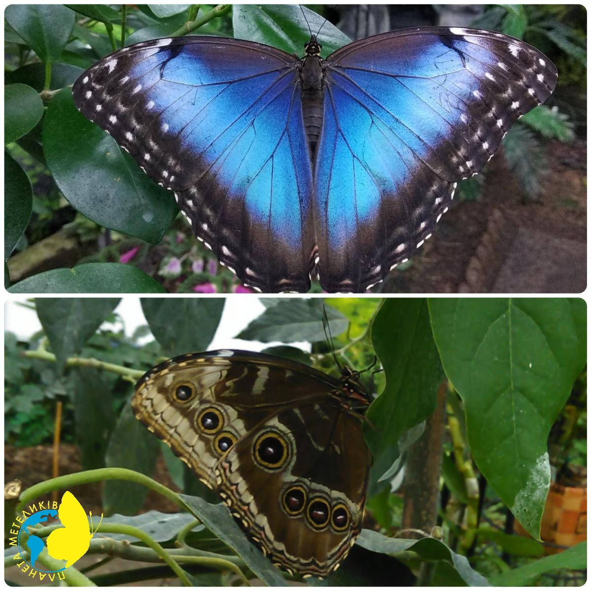 

Живая тропическая бабочка Morpho helenor