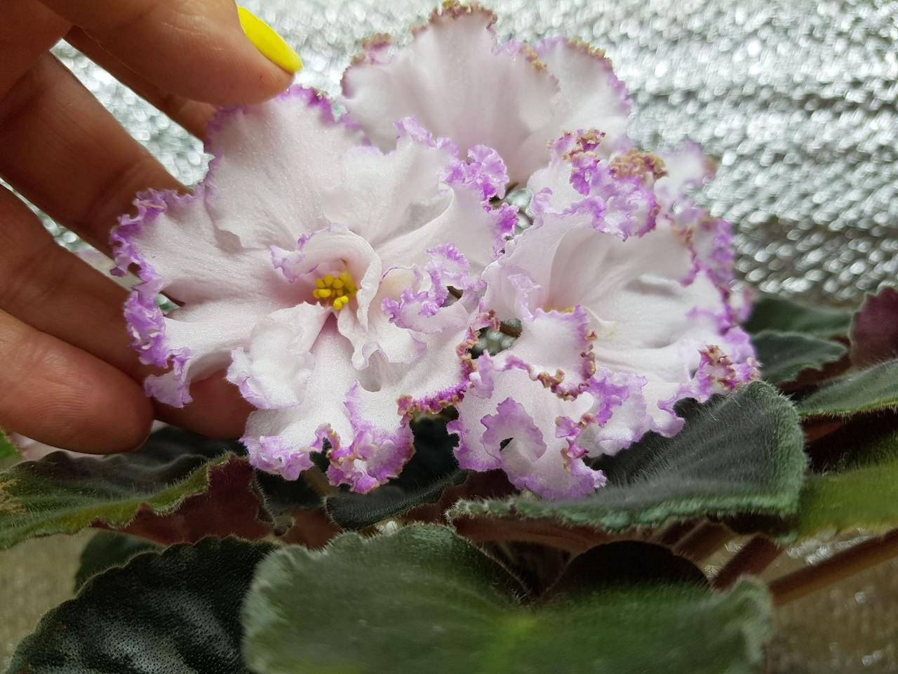 

Фиалка ЛЕ-Вивьен Ли дітка, Светло-розовый