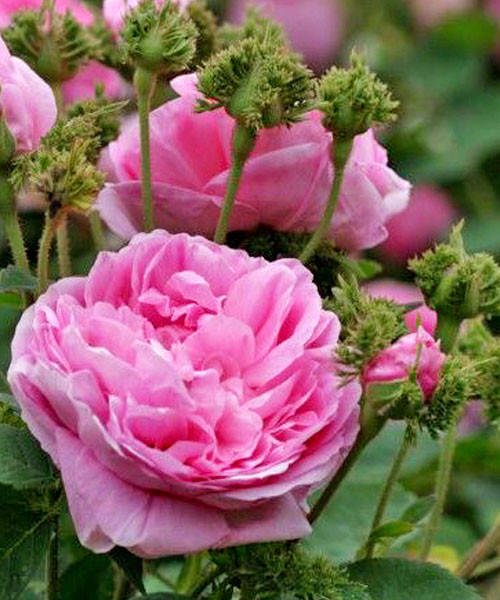 

Роза центифольная шраб , Crested Provence, Шапо дэ Наполеон, Шапка Наполеона.