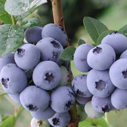 

Саженцы Голубики Эллиот (Elliott) - поздняя, урожайная, зимостойкая Р9