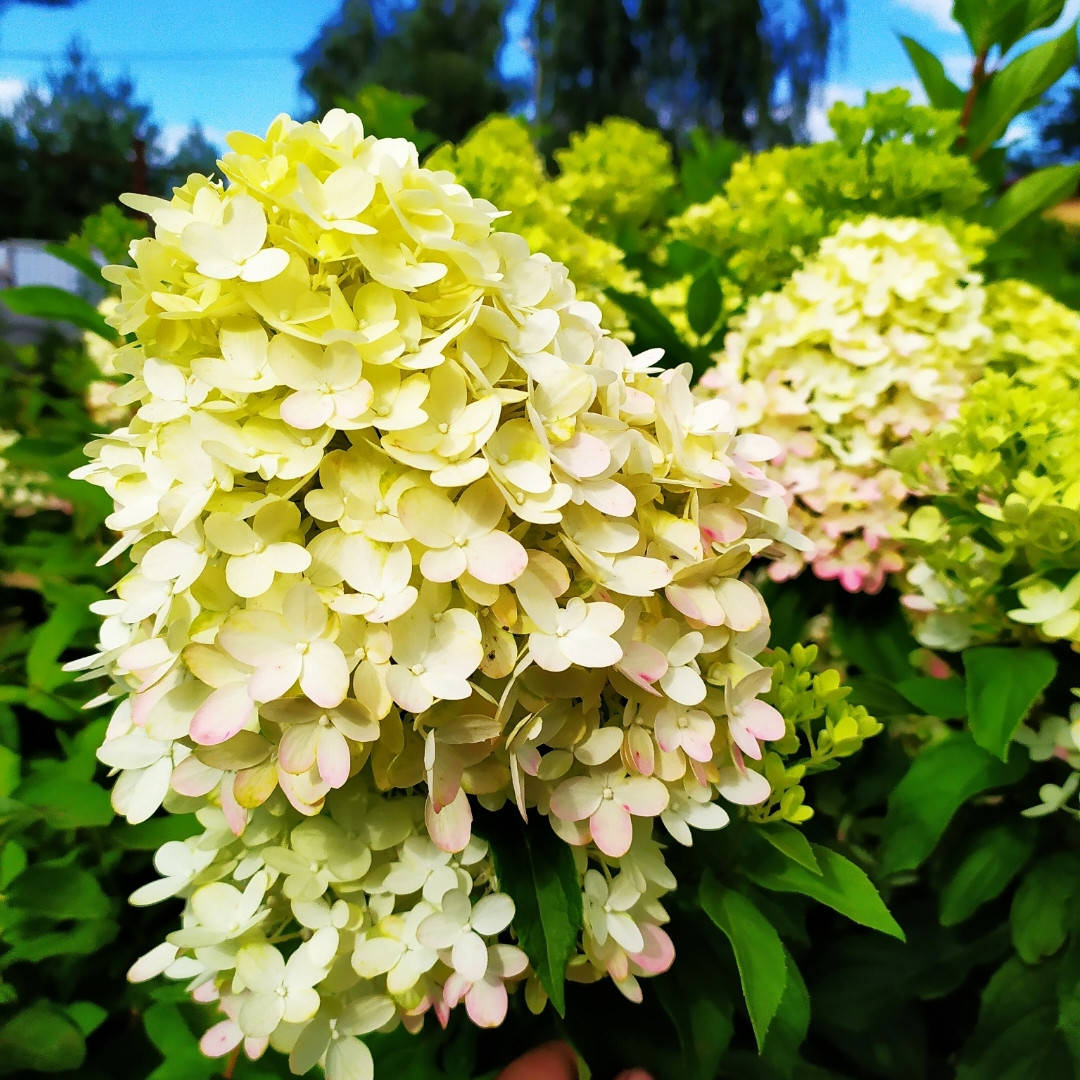 

Саженцы гортензии метельчатой Граффити (Hydrangea pan. Graffiti) трёхлетние в конт.3л