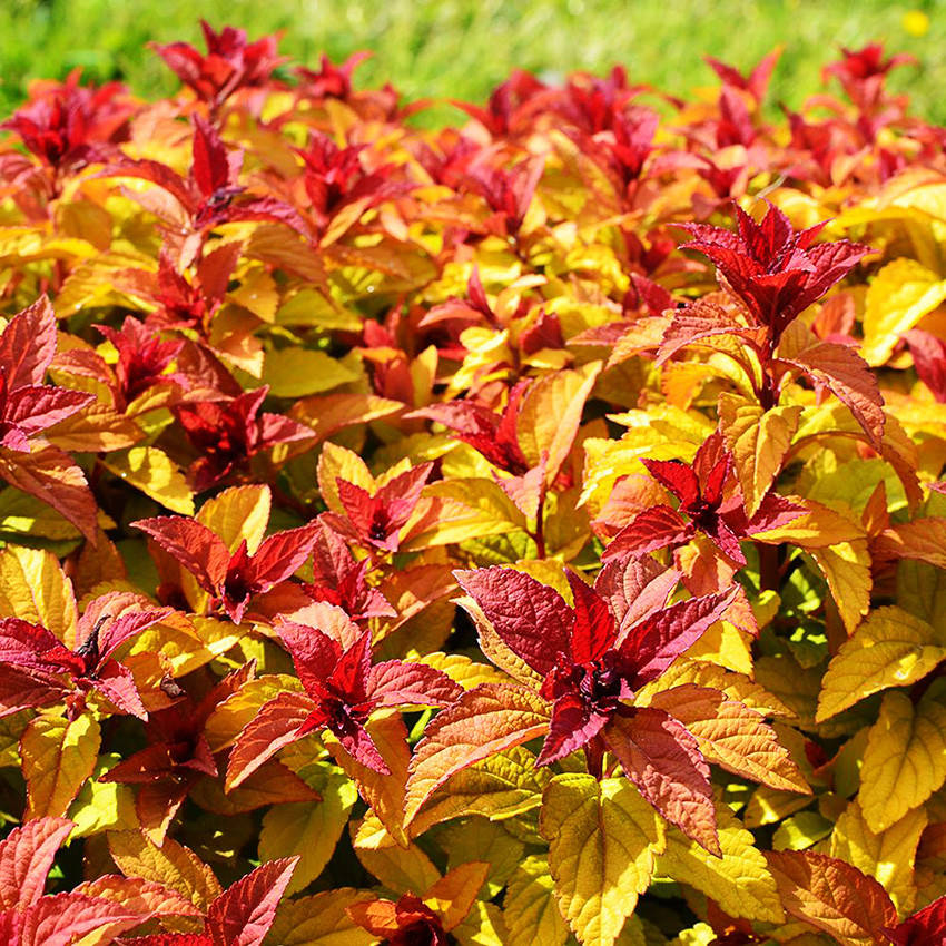 

Спирея японская Мерло Стар / Spiraea japonica Merlo Star / Р9