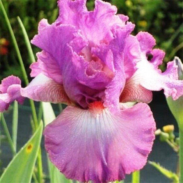 

Ирис бородатый Mallow Dramatic (корневища)