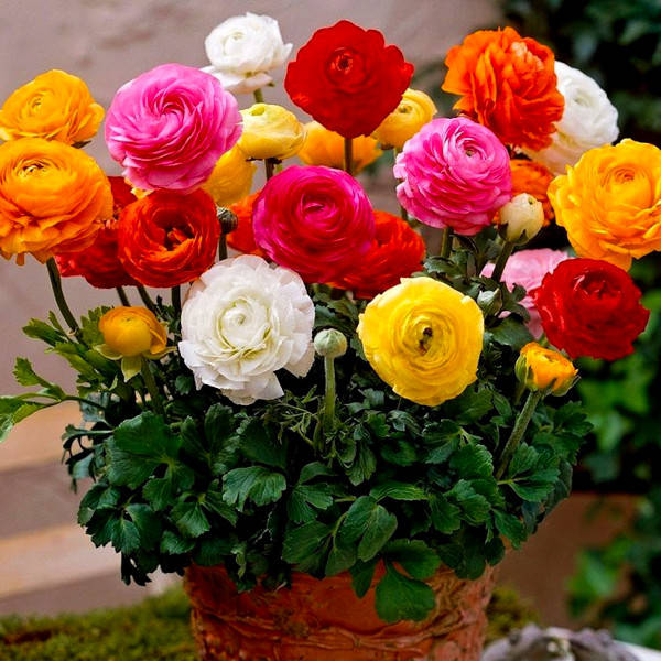 

Клубни Лютик Ranunculus Tomer Mix