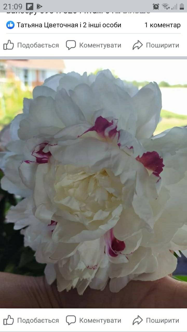 

Пион Фестива максима