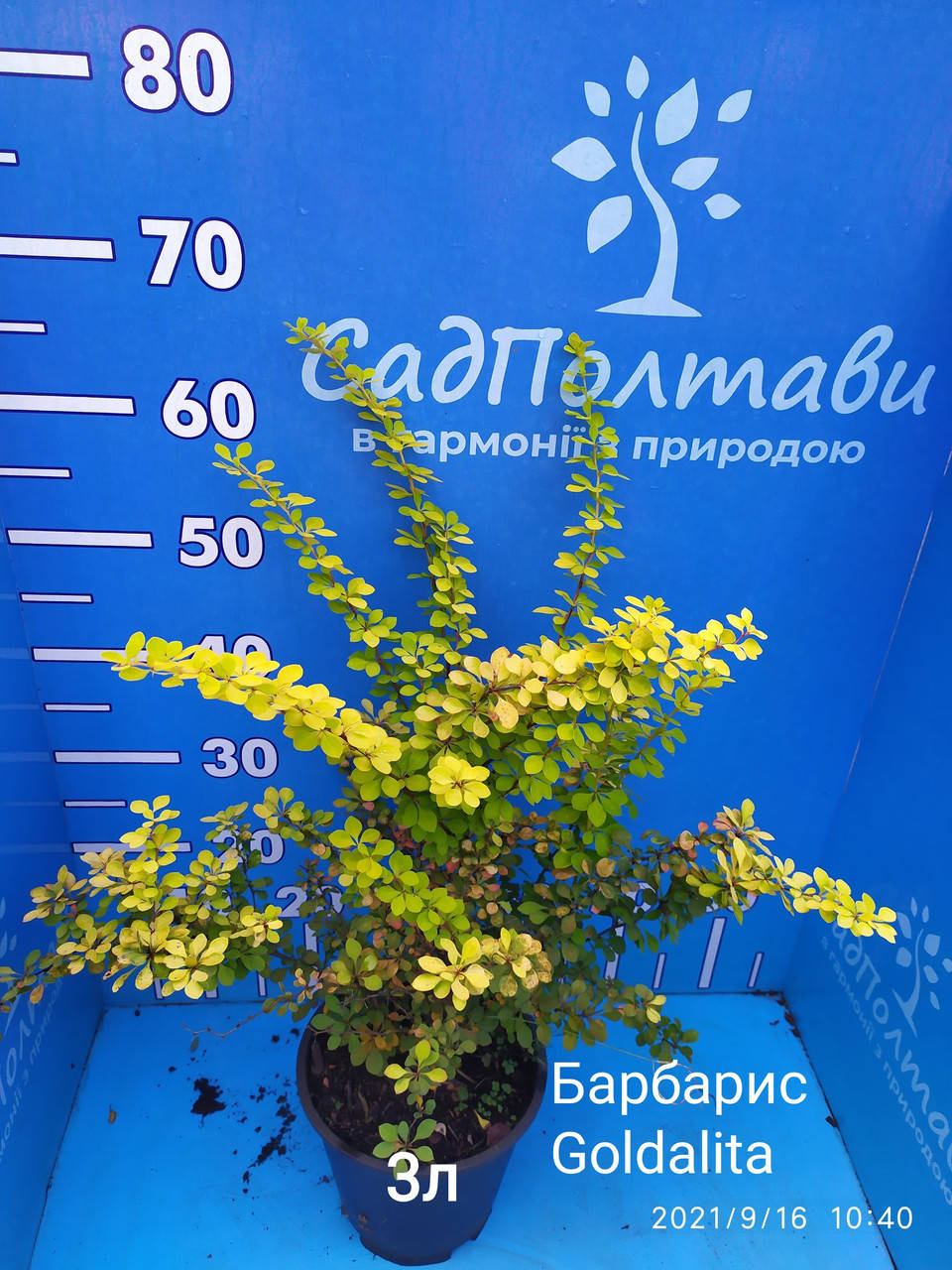 

Барбарис Голдалита /Berberis thunb. 'Goldalita'/ в конт.3л
