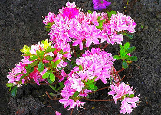 

Азалия японская Кермезина Розеа (Kermesina Rosea) С3