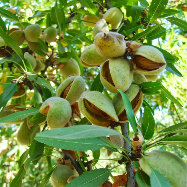 

Саженцы миндаля «Антик» - 2-летний