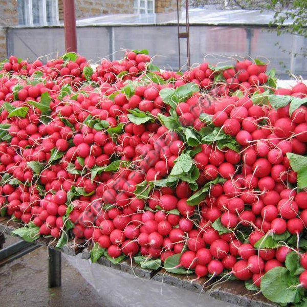 

Семена редиса Сора (250 г)