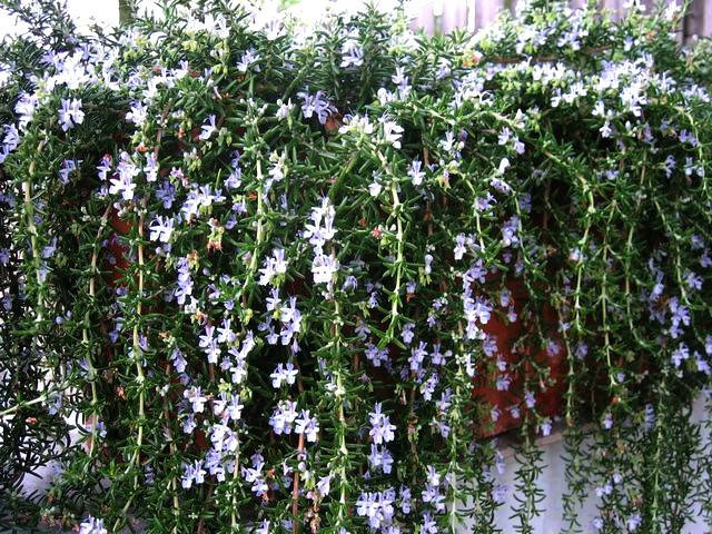 

Розмарин Capri (саженцы)