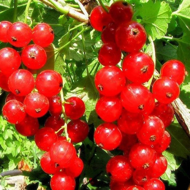 

Красная смородина Дарница