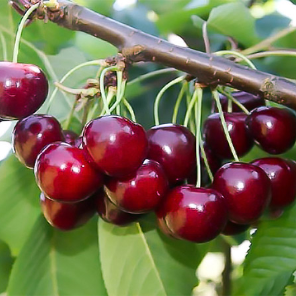 

Саженцы вишни «Встреча» - 1-летний