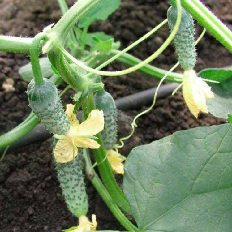 

Огурец Маша F1 10 семян (Seminis)