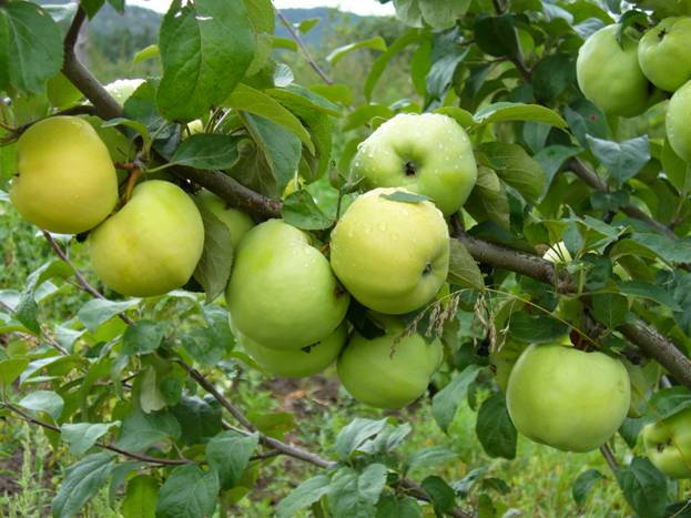 

Яблоня Антоновка Полуторафунтовка 600 г