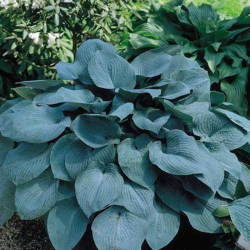 

Хоста Fragrant Blue 1 рік