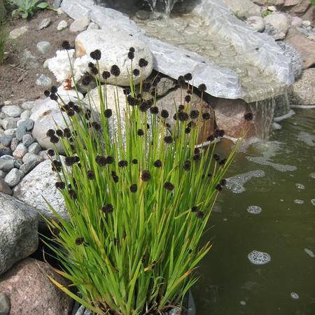 

Джункус, Juncus effusus
