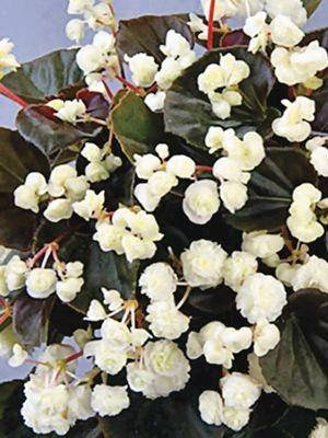 

Бегония вечноцветущая Senator Doublet White, Красный