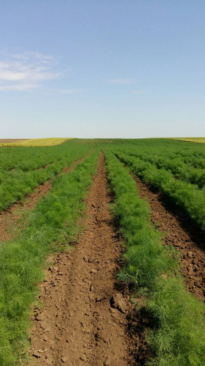 

Семена Укропа Аллигатор