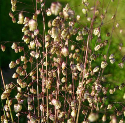 

Бриза средняя, с комом земли