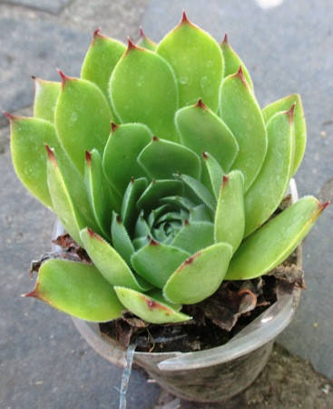 

Молодило Кимоно. В контейнере Д5.