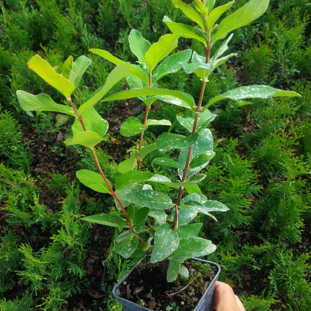 

"Бакчарский великан" - саженцы жимолости однолетние в контейнере 0.5 л.