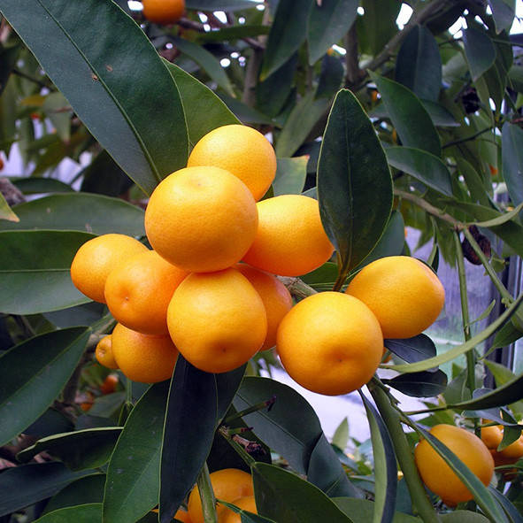 

Кумкват "Малайский" (F. Polyandra \"Malayan") до 20 см. Комнатный