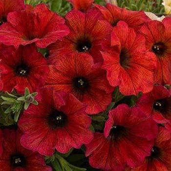 

Петхоа Beautical Bordeaux рассада в горшке 0.3л