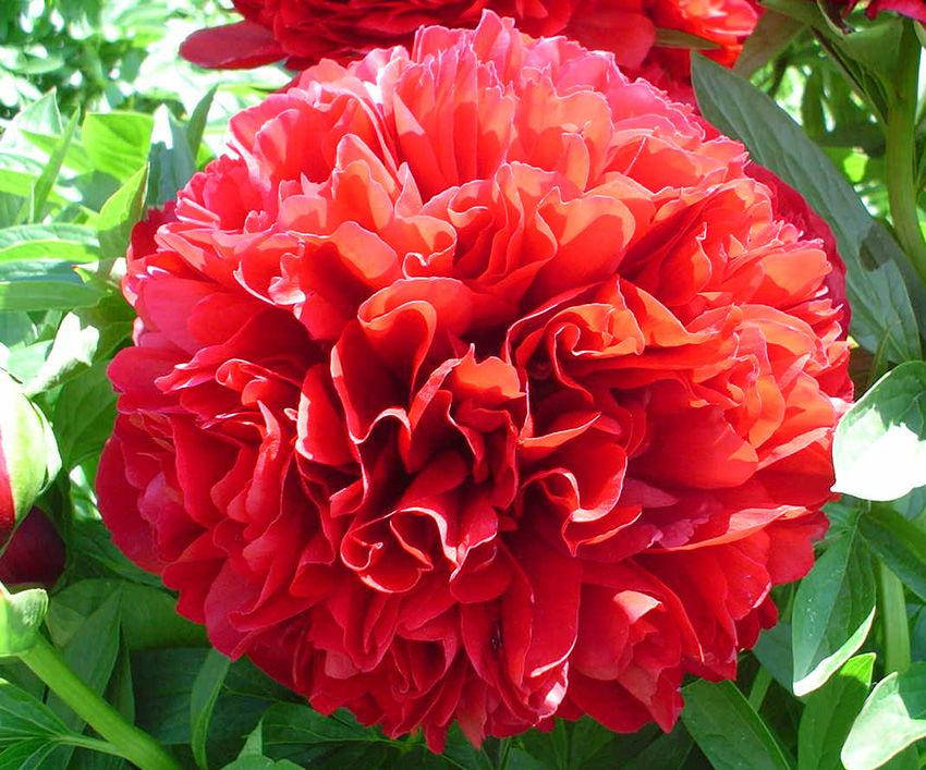 

Пион Ред Грейс (Red Grace)