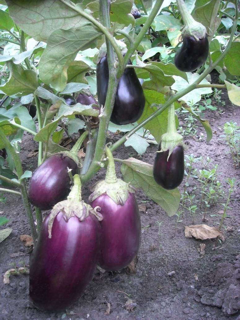 

Баклажан сорт Прем'єр, 0,5 г