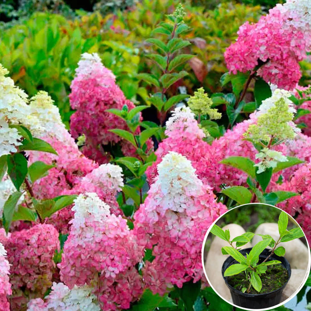 

Саженец Гортензия в горшке 0,5 л Vanille Fraise