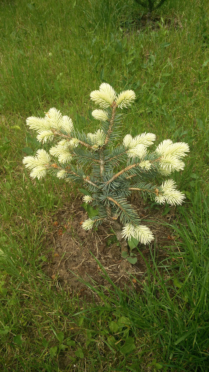 

PICEA PUNGENS 'BIALOBOK', ЯЛИНА БЛАКИТНА 'Б'ЯЛОБОК' (Ель Белобок) 50-60см