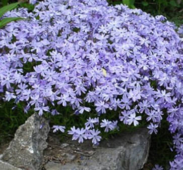 

Флокс шиловидный Emerald's Cushion Blue (Эмералдс Кашн Блю) сиренево-голубой