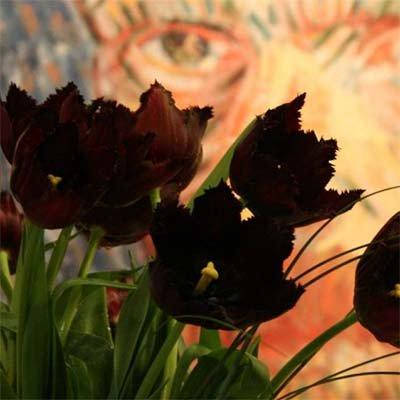

Тюльпан Vincent van Gogh (луковицы) 2шт