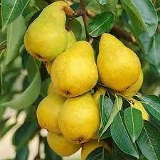 

Груша колоновидная Медовая