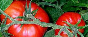 

Семена томата "Татьяна"