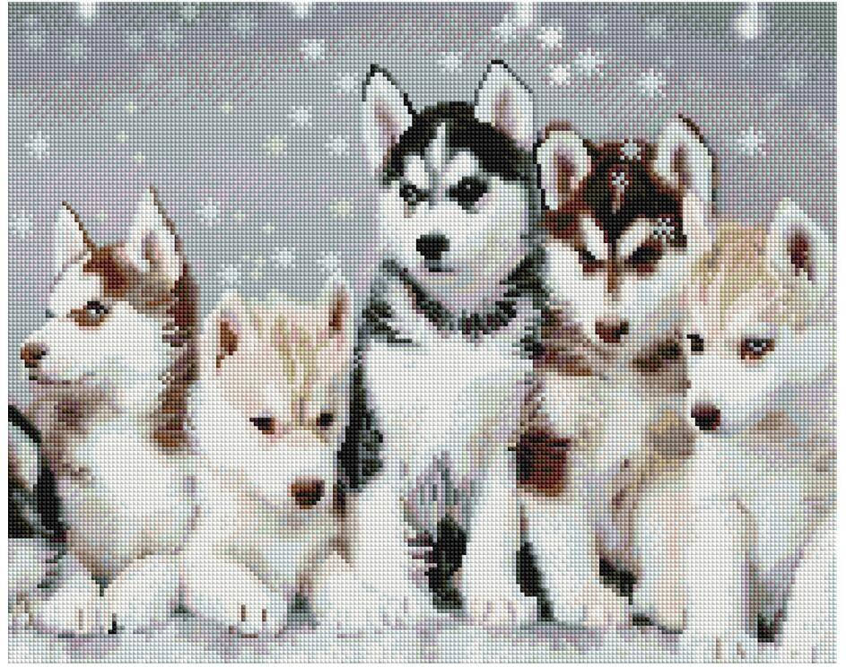 

Алмазная мозаика ColorArt Хаски 40х50 SP092