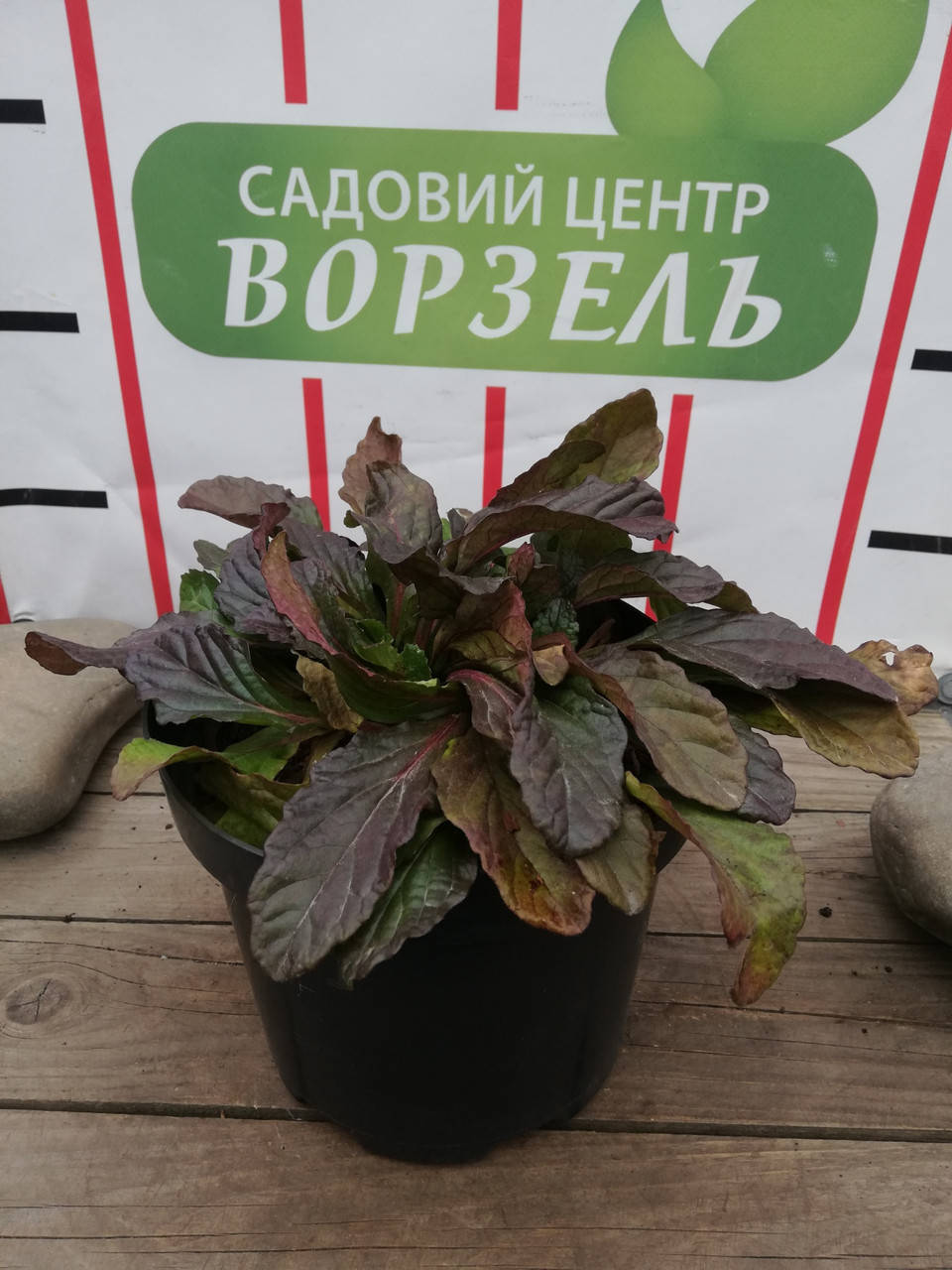 

Живучка повзуча/ Ajuga reptans С3 /Н 30