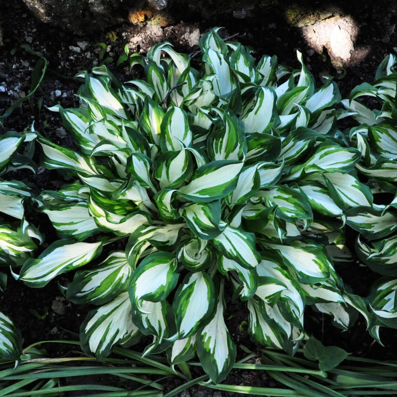 

Хоста Undulata Mediovariegata (Ундулата Медиовариегата) корневище