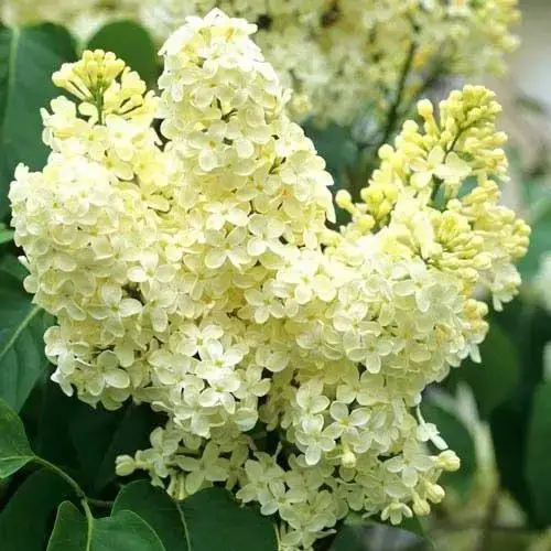 

Сирень "ПРИМРОУЗ" 2-летняя (Primrose) / Саженцы