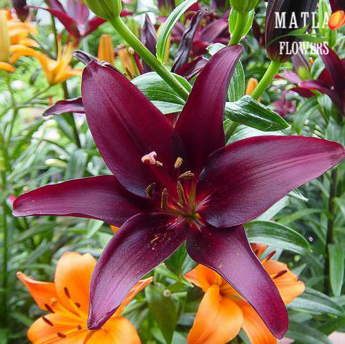 

Луковицы Лилия Landini