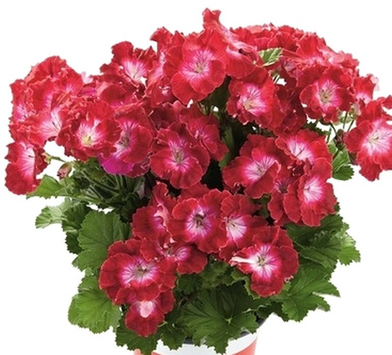 

Пеларгония королевская Melva Dark Red